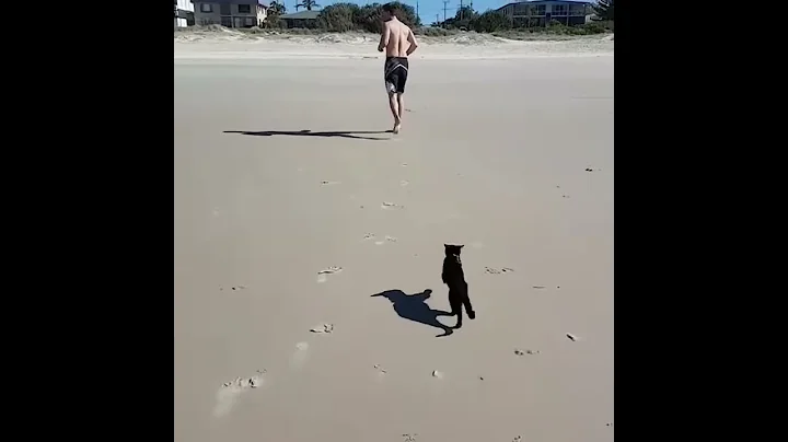1 year of Nathan the Beach Cat