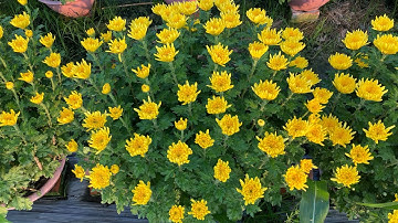 HOA CÚC PHA LÊ 21/12 ÂM LỊCH - TẾT 2022