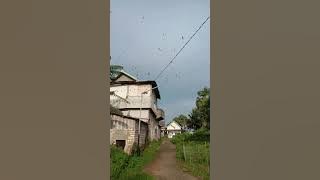 SP SEMI CEKLOK DUNG TEDUNGAN DAN SP TAI NYANTAI