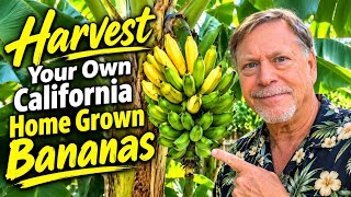 Growing & Harvesting Delicious Bananas in Central California 🍌