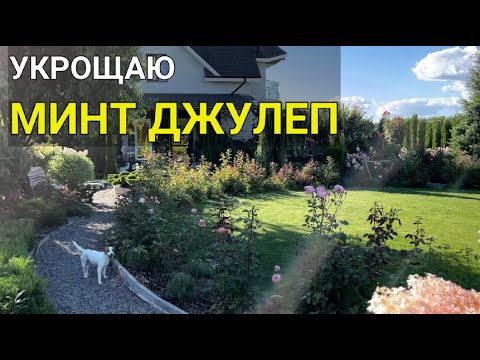 3 способа ФОРМИРОВКИ МОЖЖЕВЕЛЬНИКА Минт Джулеп (Mint Julep) | Как сформировать можжевельник