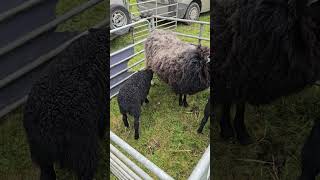 Longford Ploughing Bunlaghy yo! 2024