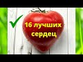 ТОМАТЫ. Самые лучшие сердцевидные сорта томатов. 16 вкусных урожайных сортов.