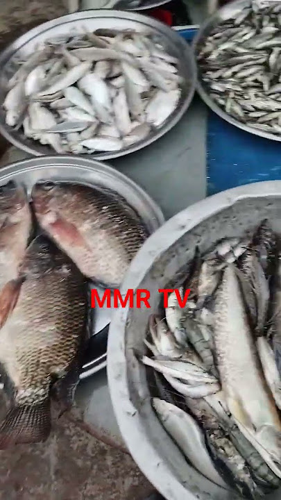 Fish Point Bangladesh  #fish #funny #mmrtv
