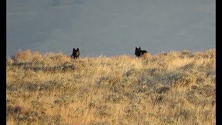 Early Morning Grizzly and Wolves on a Carcass  Yellowstone National Park