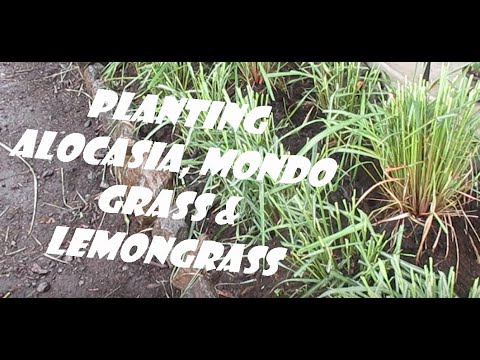 Planting Alocasia, Mondo Grass, and Lemongrass - Kona, Hawaii