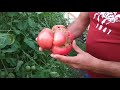 #Сызранская помидора#вес плода#Самая большая помидорка