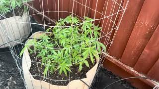 2024 Northern California Bay Area Outdoor Grow Ep 6