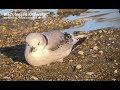 Black legged Kittiwake in Sparks Marina, Nevada December 2023