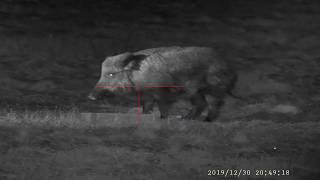 PARD NV 008+, big boar (no shooting)