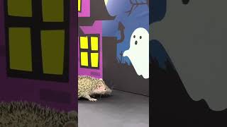 A Tenrecs Haunted House
Beware the haunted manor! π»π¦π Wishing you a frightfully fun Friday and a Happy Halloween! π¦
Video Description: A tenrec explores a purple paper haunted house with the full moon behind it. A Tenrecs Haunted House