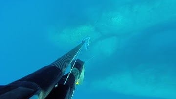 spearfishing dusky grouper - ψαροτούφεκο ροφός