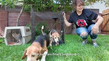 Beagles Rescued From Animal Testing Touch Grass For the First Time | Beagle Freedom Project