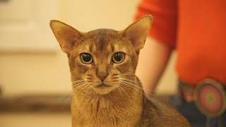 Презентация абиссинских кошек в котокафе «Котики и Люди». Стандарт породы