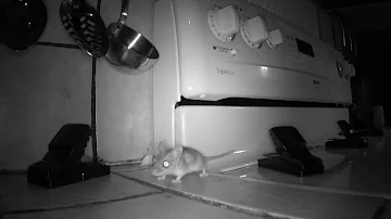 How to Keep Your Kitchen Mouse-Free
