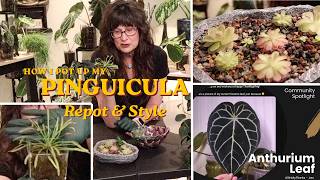 Repot & Style Pinguicula Mexican Butterworth