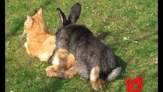 Rabbit vs Cat