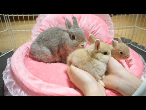 【生後24日】離乳直前のかわいすぎる赤ちゃんうさぎ【ネザーランドドワーフ】
