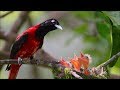 Beautiful wild bird feeding  their chicks - Nature and Wildlife Video