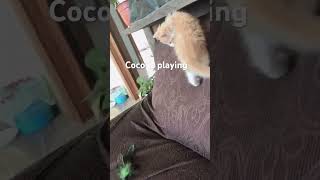 Coco is playing #cats #earrings #kittens #viralvideo #youtubeshorts