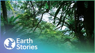 David Attenborough On Hong Kong's Secret Garden | Garden In The Sky | Earth Stories