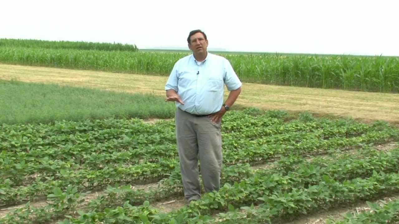 Potassium Deficient Corn and Soybean During Drought