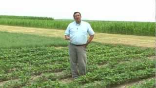 Potassium Deficient Corn and Soybean During Drought