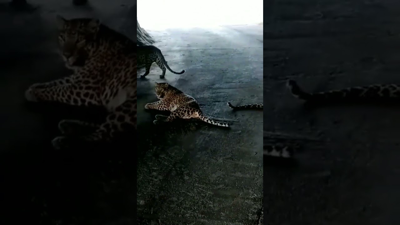 Leopard ♨️|5 leopard Male and female|Group sighting injoy ♨️ 