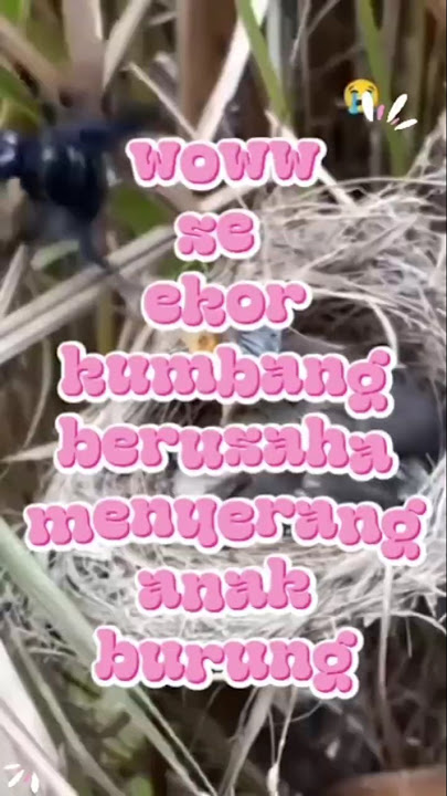 woww SE ekor kumbang menyerang memangsa anak burung ciblek #shorts #shortvideo