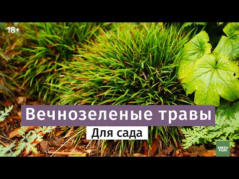 Видео: Декоративные травы, устойчивые к зоне 6: выбор декоративных трав для зоны 6