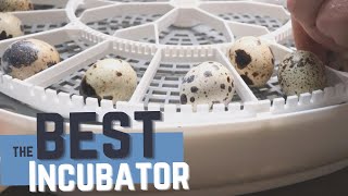 Best Beginner Incubator for Hatching Quail Eggs  The Nurture Right 360 Review