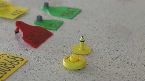 Cattle Identification and Tagging