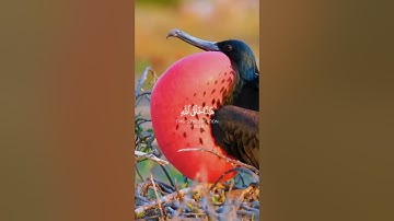 هذا خلق الله | سورة لقمان ~ الآية 11 ~ القارئ#إسلام_صبحي 🤍🎧 #قرآن