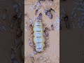 The Queen Termite's Endless Babies
