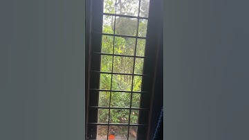 Fight with an imaginary enemy.Bird attacking it’s mirror image.#birds#birdfight#mirrorimage#nature