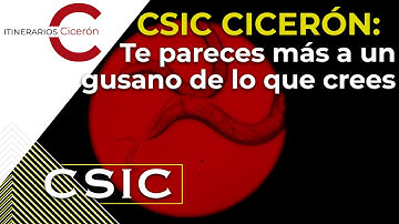 CSIC Cicerón 16.4 Te pareces más a un gusano de lo que crees. Nuria Flames