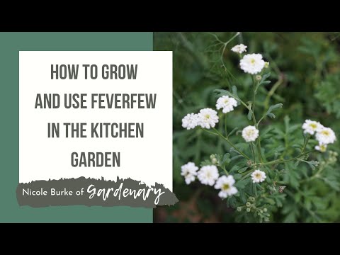 Vídeo: Feverfew Plant Harvesting - Aprenda quando colher folhas de Feverfew