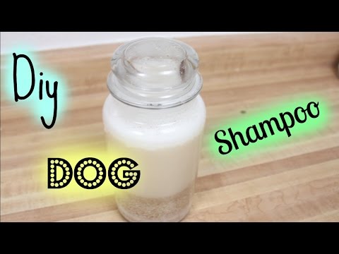 diy-dog-shampoo|chubbypets