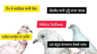 ਪੀਰਕੋਟ ਆਲੀ ਨਸਲ ਦਾ ਸੌਂਕ ਬਾਈ ਨਿੱਕੇ ਦੇ ਘਰ ਪੂਰੇ ਸਾਨਦਾਰ ਕਬੂਤਰ ਸਾਂਭੇ ਬਾਈ ਨੇ ਬਹੁਤ ਵਧੀਆ ਬਰੀਡ ਤਿਆਰ ਕਰੀ