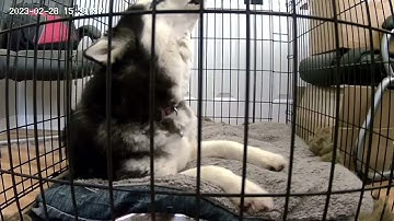 MUBVIEW PK320 Indoor 24/7 Monitoring PTZ Wired Security Camera