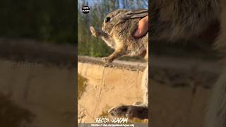 Man Saves Rabbit Friend😍| Facts Tamizha_Facts Ulagam_Fact In Tamil_#shorts