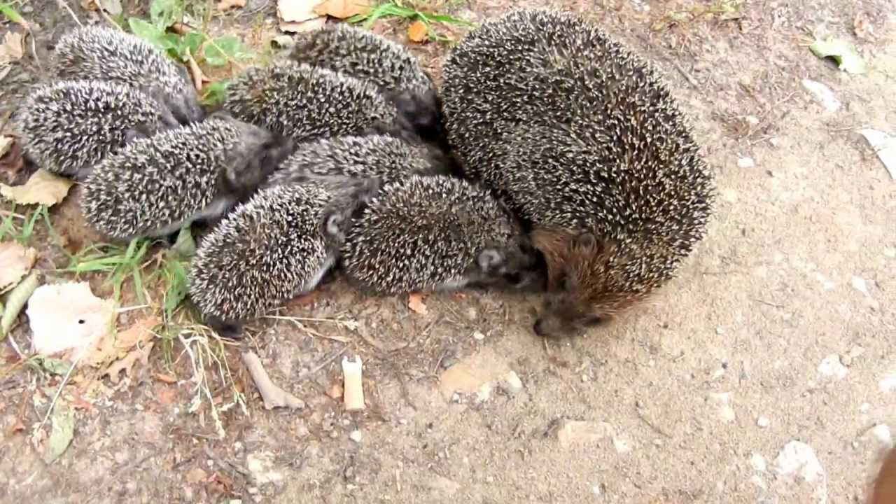 Картинки ежей с ежатами, для декора
