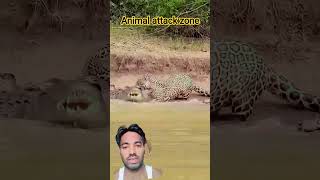 #leopard #animals #angrytiger #lion #animallife #youtubeshorts #animalattack #funny #crocodile