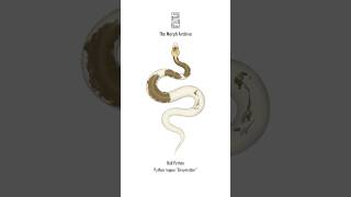 Illustration of the Greymatter Ball Python by The Morph Archive / Mingo Art