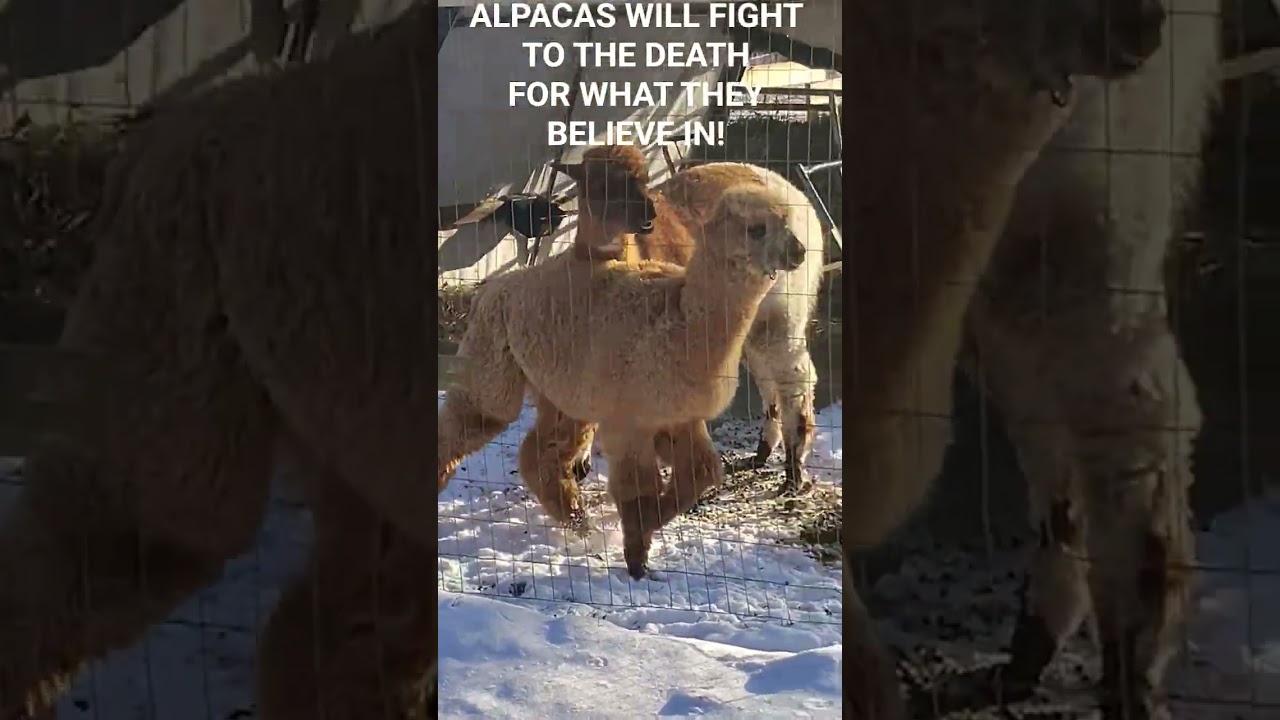 THE PRIDE OF THE ALPACA 🦙!   #animalcomedyclipz.   @therealrichieblacksky