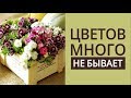 НОВЫЕ ЦВЕТЫ для балкона