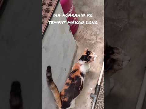 Video: FIV Dan FeLV Pada Kucing Penampungan: Kapan Menguji Atau Tidak Menguji Menjadi Dilema Ekonomi