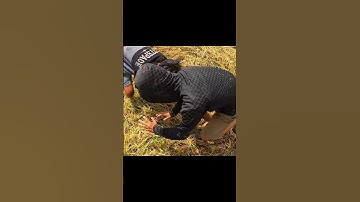 Bắt chuột đồng quá vui #shorts