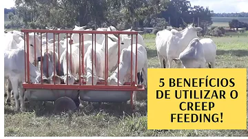 O que é creep feeding para bovinos?