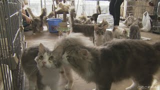 猫250匹以上…世話できない“多頭飼育” 崩壊　繁殖止まらず　愛知・岡崎市